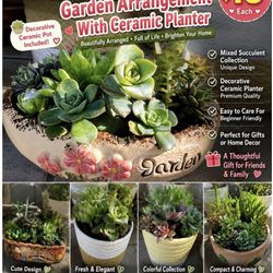 Large Mixed Succulent Arrangement in Decorative Pot - $18 Each