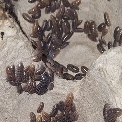 2 Dozen Isopods / Terrarium Clean-up Crew / Reptile Food