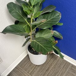 Fiddle Leaf Fig - Houseplant