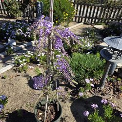 $110 TEXAS PURPLE WISTERIA 🪻 