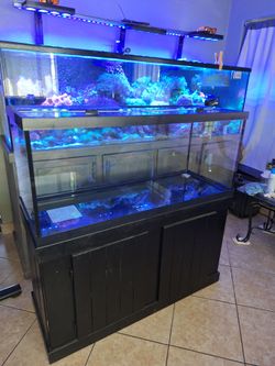 Fish Tank