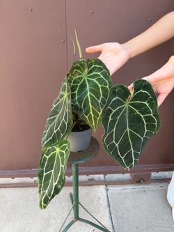 6” xl anthurium Crystallinum hope