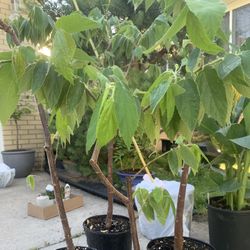 Jamaica Cherry (cây Trứng Cá)