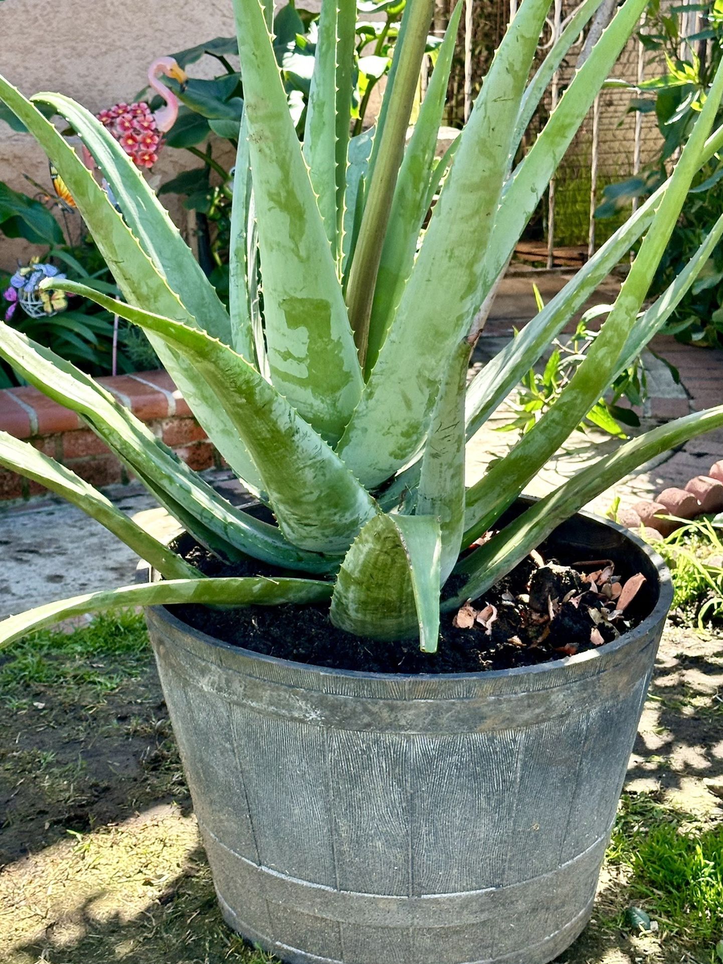 amerikanische agave winterhart Jetzt Amerikanische Agave 'Variegata' online kaufen bei Bohlken  Pflanzenversand – Bohlken Pflanzenversand GbR main image 0