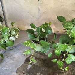 Pothos Plants 