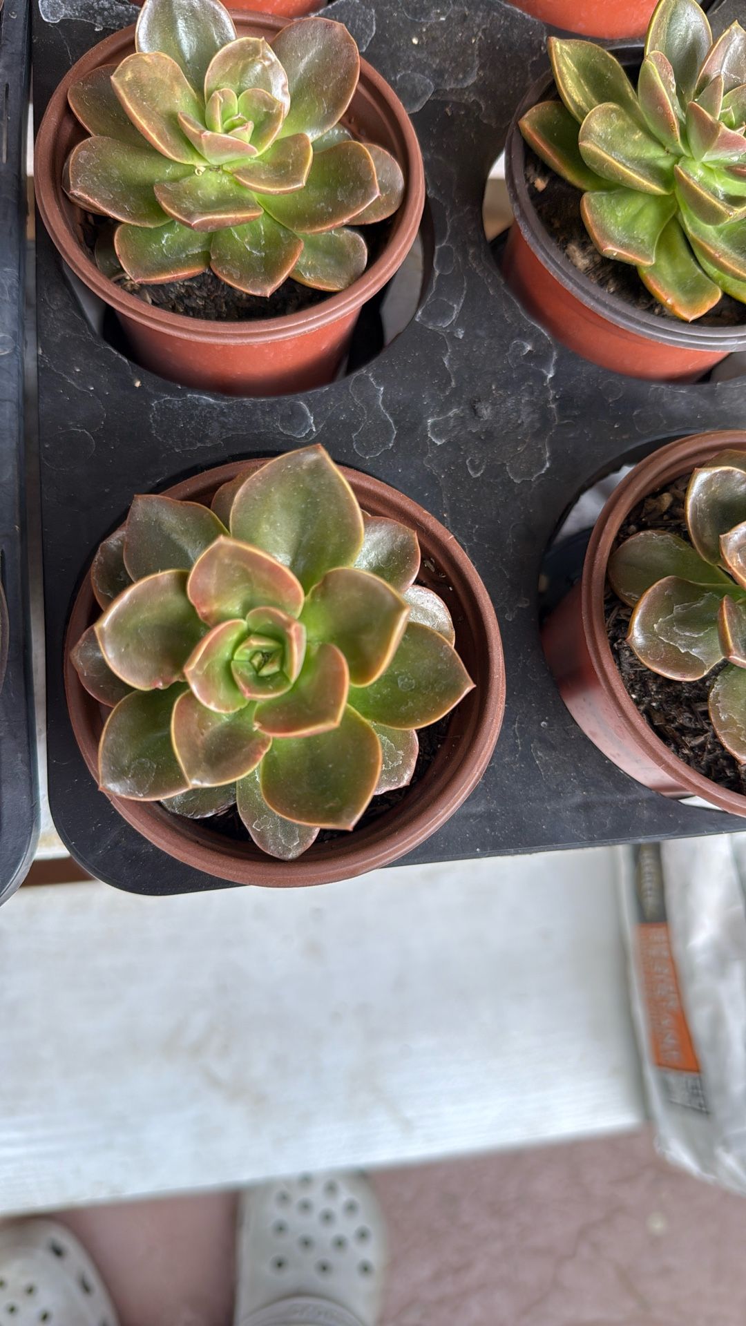 Plants for Sale! (Echeveria Melaco)