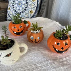 Succulents Plants 🪴 Mother’s Day Gift, Teachers Appreciation Day Gift Halloween