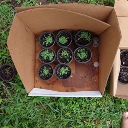 Thai Basil Plants $10 Each, 8 Total