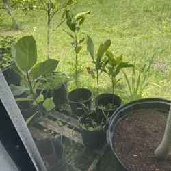 Jackfruit Trees 