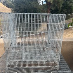 Bird Cage 