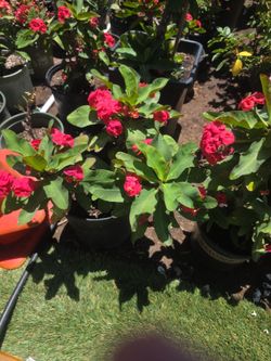 Euphorbia milii