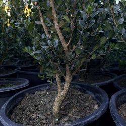 3.5ft Boxwood Shrubs – Perfect for Hedges, Borders, or Landscaping