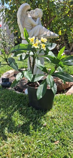 Celadine Plumeria
