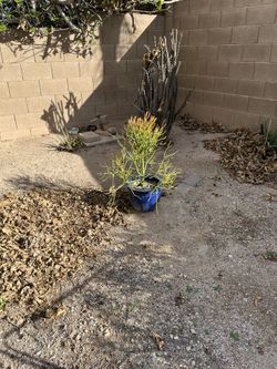 Fire Stick Succulent In Nice Pot  