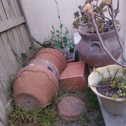 Free Succulents & Free Ceramic Planters!