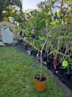 6 Feet Frangipani Plumeria