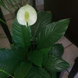 Blooming Peace Lily – Indoor Air Purifying Plant 