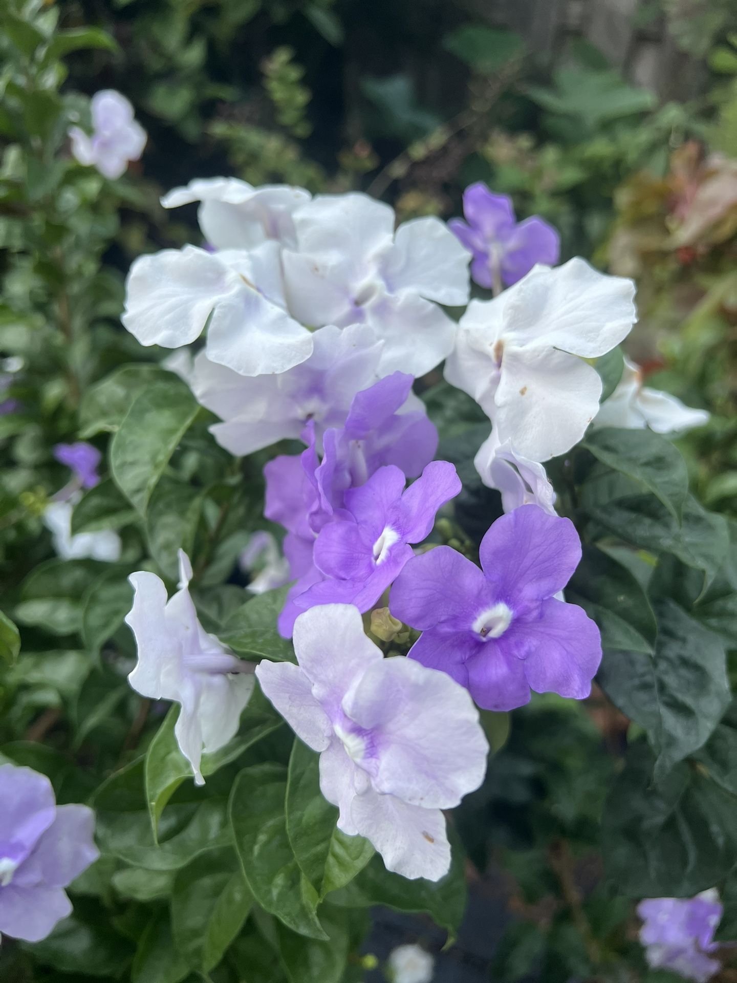 YESTERDAY TODAY & TOMORROW (7 Gallon Pot) Healthy & Beautiful Plant With Gorgeous Flowers 