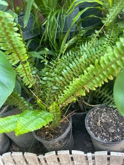 Planta el echo