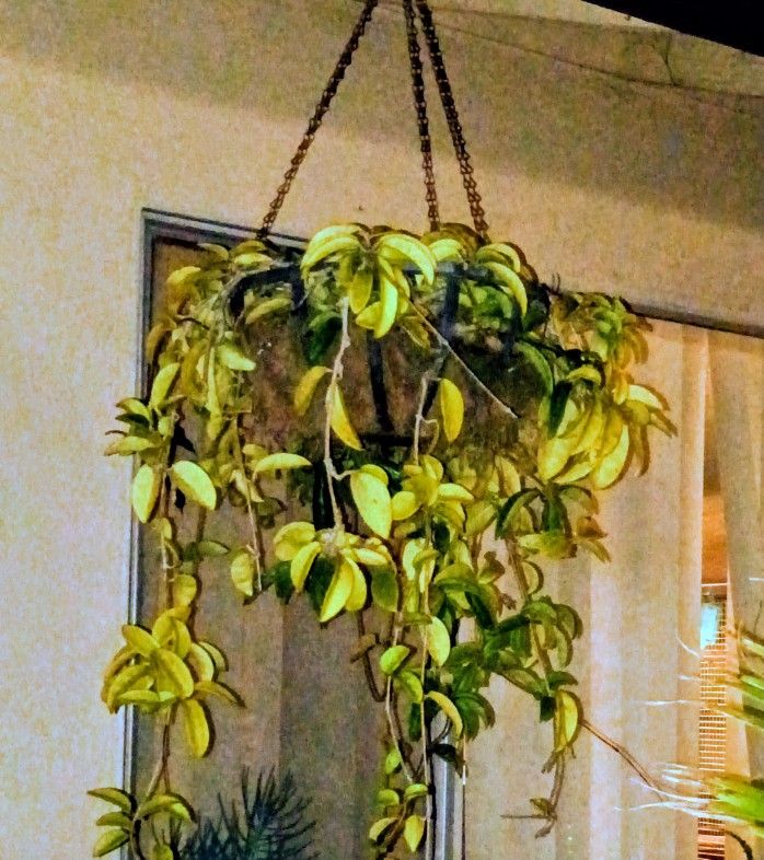 Hanging Blooming Succulent 
