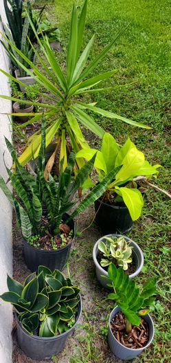 6 plant