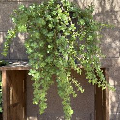 Elephant Bush Suculent 