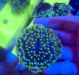 Toxic Green Fungia Plate