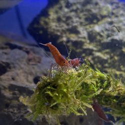 Red Cherry Shrimp