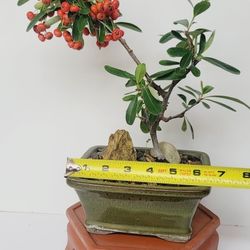 Bonsai Plants 