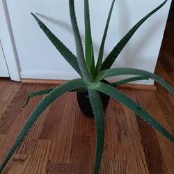 20 Inch Home Grown Aloe Vera Plant 