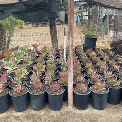 I’m Selling Succulents In Different Colors