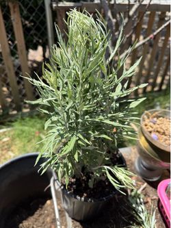Artemisia absinthium (common wormwood)