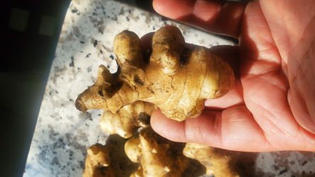 Exotic Jerusalem artichoke
