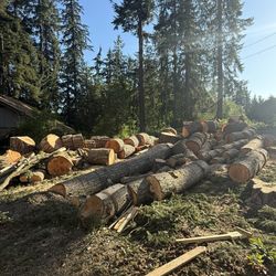 Free Firewood in Stumps 