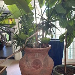 Giant Bird of Paradise Terracotta Pot