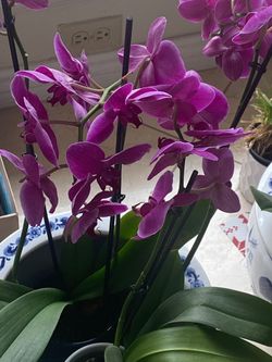 Large orchids