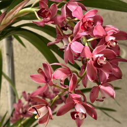 Red Cymbidium Cascade Orchids địa lan rủ màu đỏ