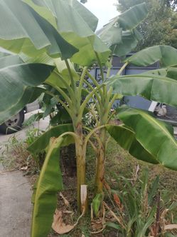 banana trees all sizes