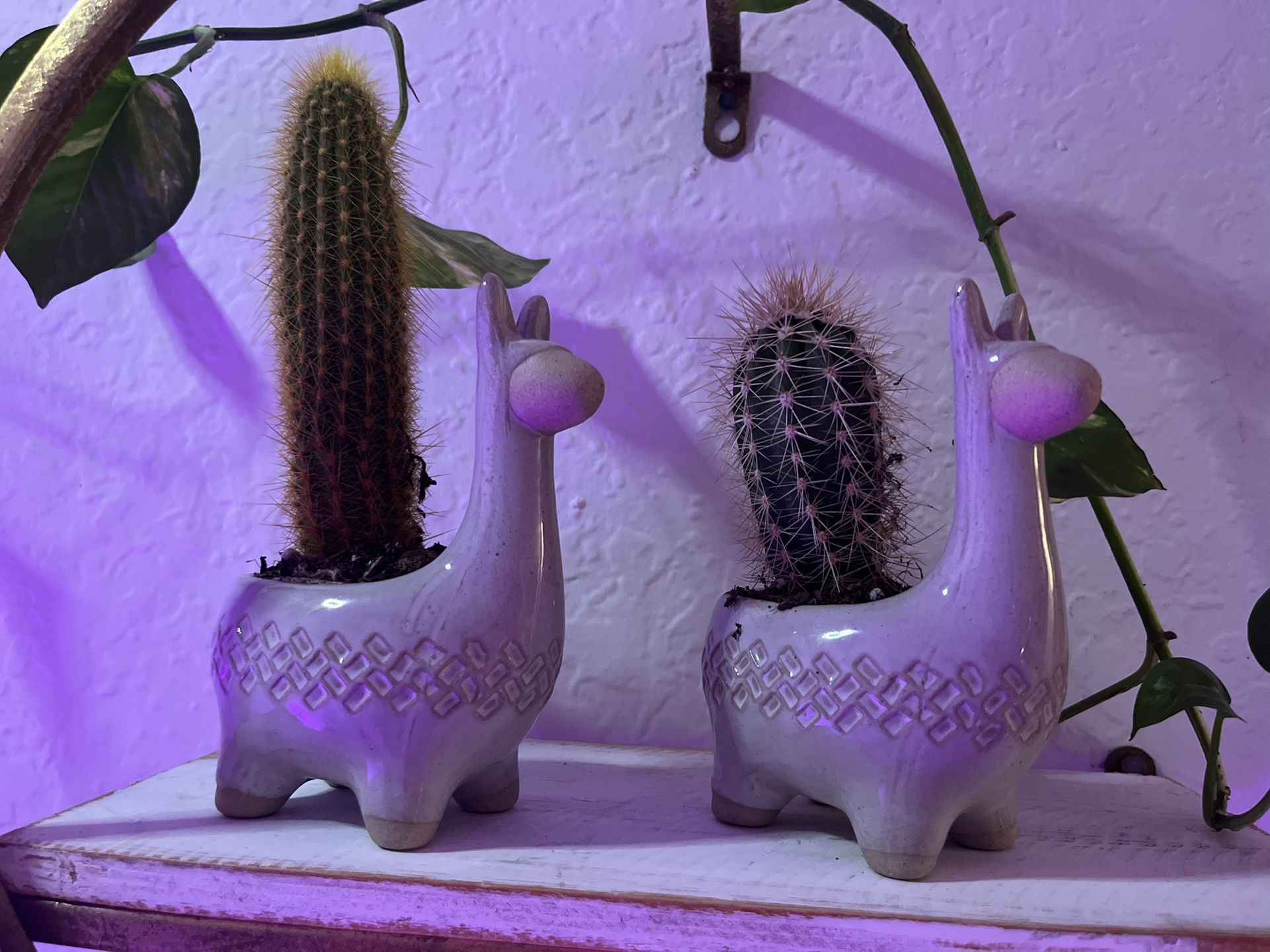 Plant Cactus With Lama Pot