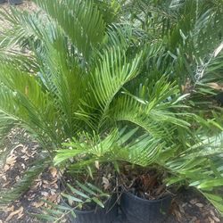 Coontie Palms (looks Like Cardboard Bombs)