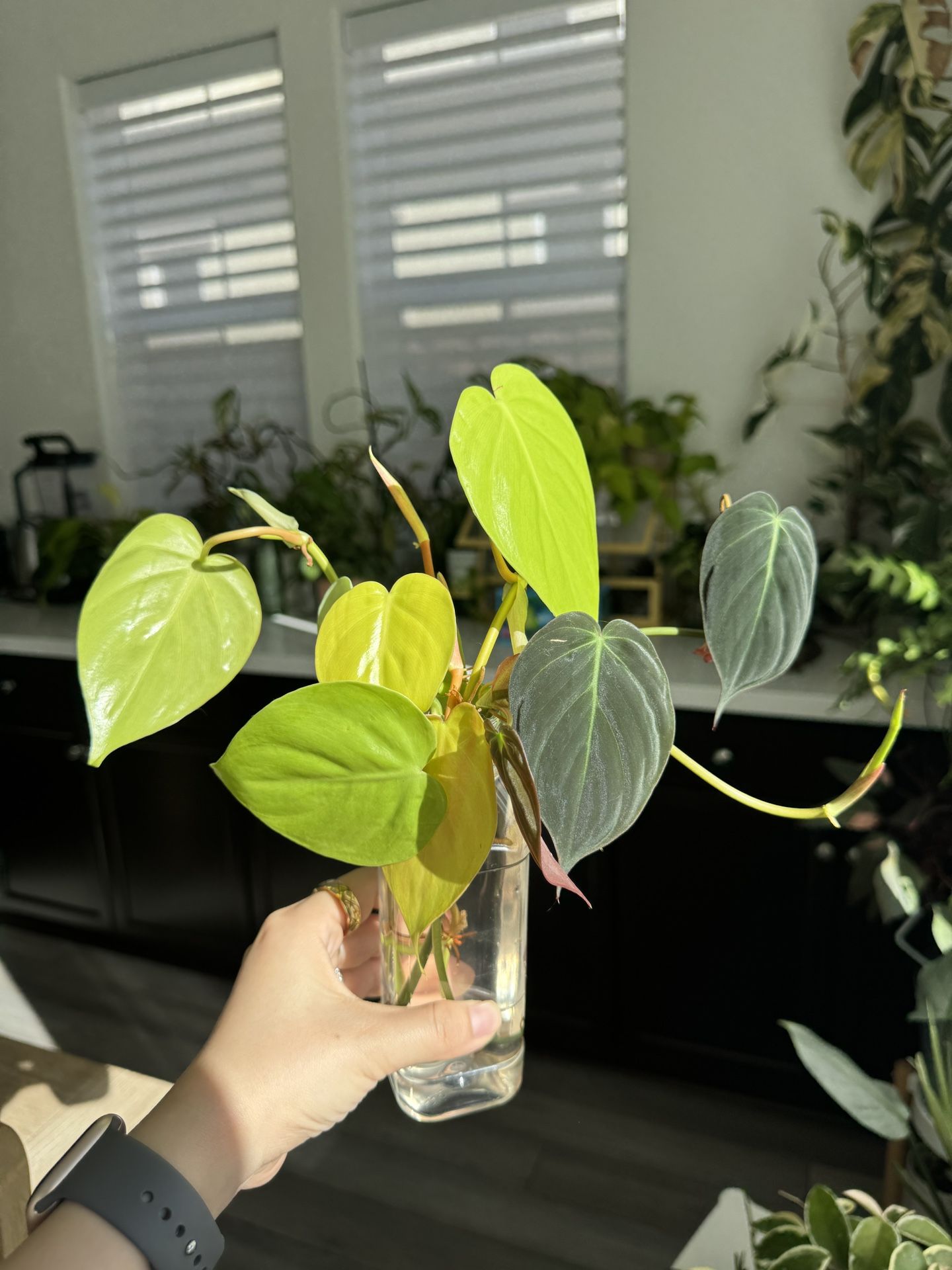 Philodendron Lemon Lime & Micans Cuttings (Set of 4) 🌿✨