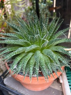 Succulent Lace Aloe