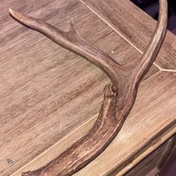 4 Point Deer Antler 