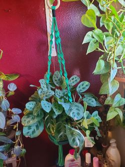 Macrame Plant Hanger