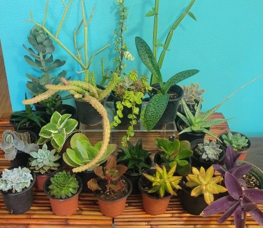 🌿 $3 Succulent Plants