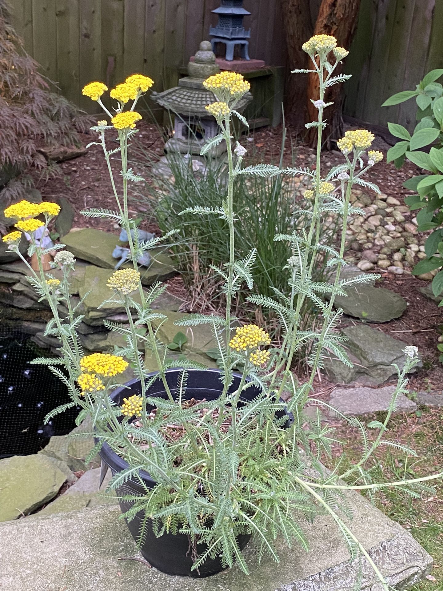 Yarrow (Achillea millefolium) - 5 Year Old Plant 