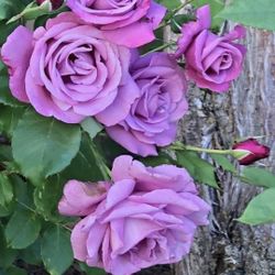 Rose Bushes and Trees Decortion Plants 