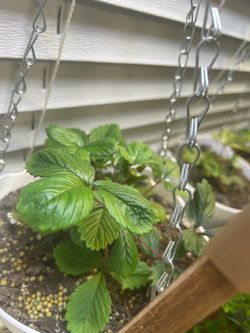 Alpine Strawberry + Hanging Basket
