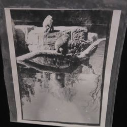 Bronx Zoo Monkeys Reflection in Water 8x10 Darkroom Print on 16x20 Board

