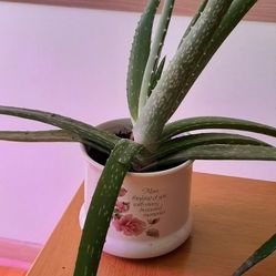 Potted Aloe Vera plant